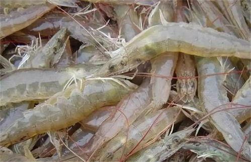 国产人工养殖大虾视频  第2张