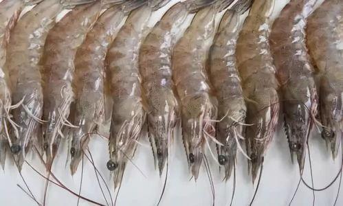 国产人工养殖大虾视频  第3张